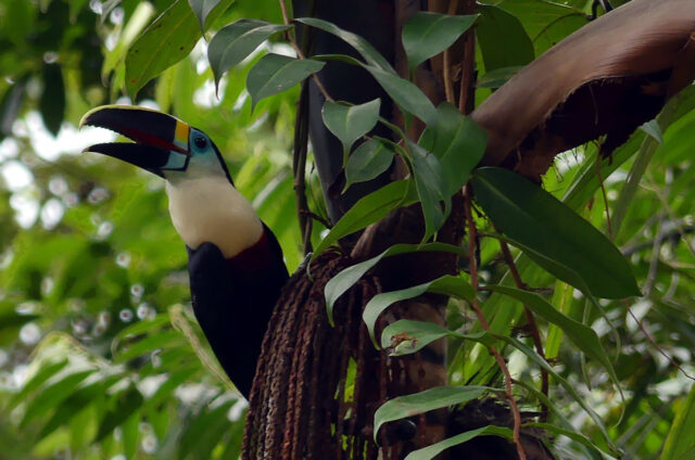 Tukan v N.P. Cuyabeno, Ekvádor