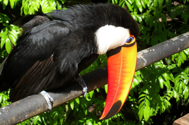 Tukan v ptačí rezervaci, N.P. Iguazú