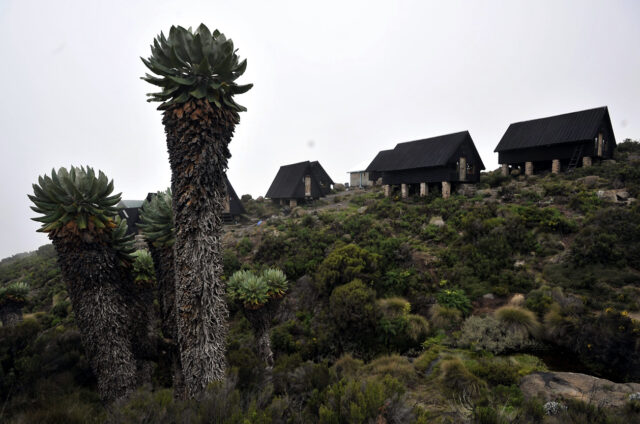 Velké lobélie, Kilimandžáro, Keňa