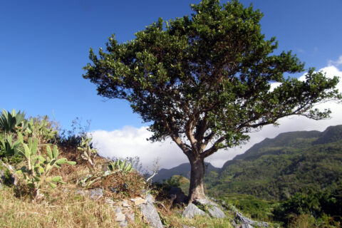 Vyhlídka, Topes de Collantes, Kuba