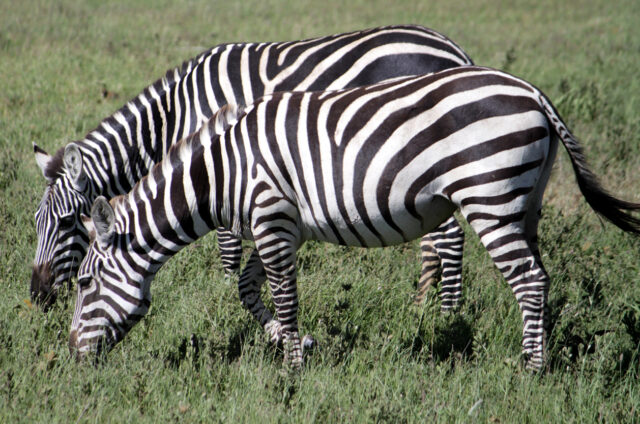 Zebry, N.P. Serengeti, Tanzánie