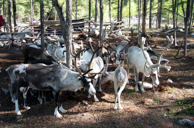 Zvěř, Čarské písky, Rusko