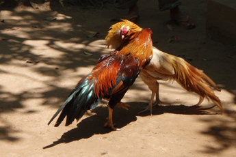 Kohoutí zápasy, Filipíny