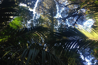 Původní prales, Nový Zéland