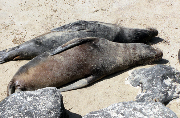 Lachtani, Ostrov Izabela, Galapágy