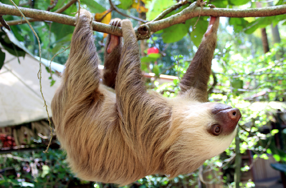 Lenochod v Cano Negro, Kostarika