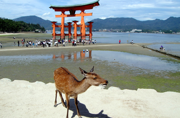Plovoucí torii u ostrova Mijadžima, Japonsko