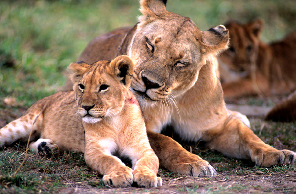 Lvi, N.P. Serengeti, Tanzánie