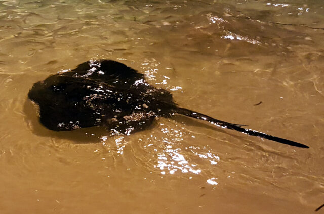 Šnorchlování a pozorování ryb, Keyodhoo, Maledivy