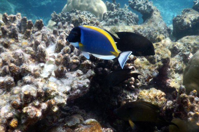 Šnorchlování u Thinadhoo, Maledivy