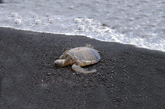Želvy Kareta, Maui, Hawaii