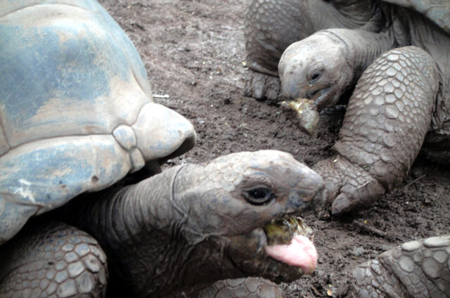 Želvy obří, Ile aux Aigrettes, Mauritius