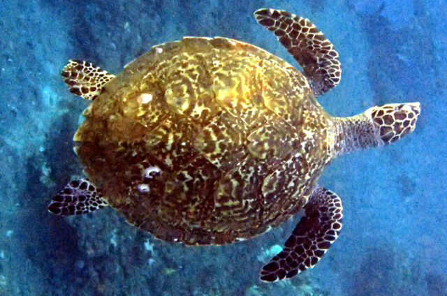 Želvy u ostrovů Gili, Indonésie