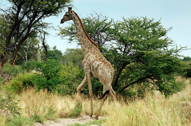 Žirafy, Moremi N.P., Botswana