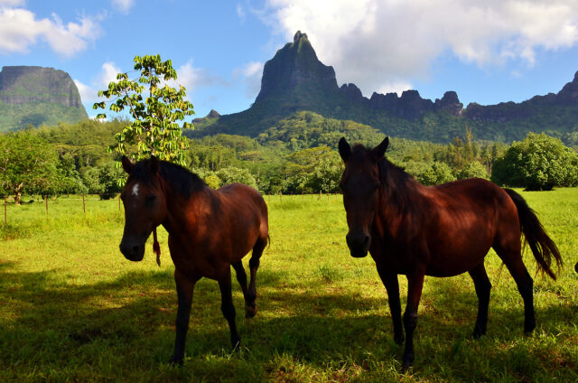 Moorea, koně pod Mt. Mouaroa - Žraločím zubem, Návětrné ostrovy, Francouzská Polynésie