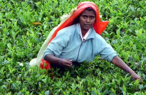Čajové plantáže, Haputale, Srí Lanka