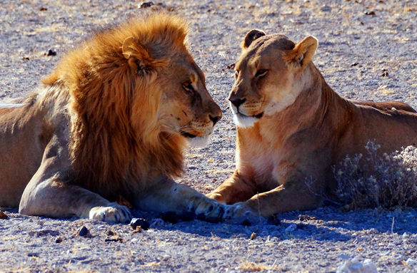 Lvi, Etosha N.P., Namibie
