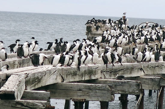 Tučňáci Patagonští