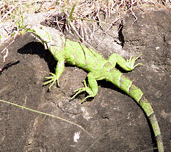 Mapa - 0521/DOMINIKÁNSKÁ REPUBLIKA