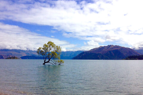 Ikonický strom na jezeřě Eanaka, Nový Zéland
